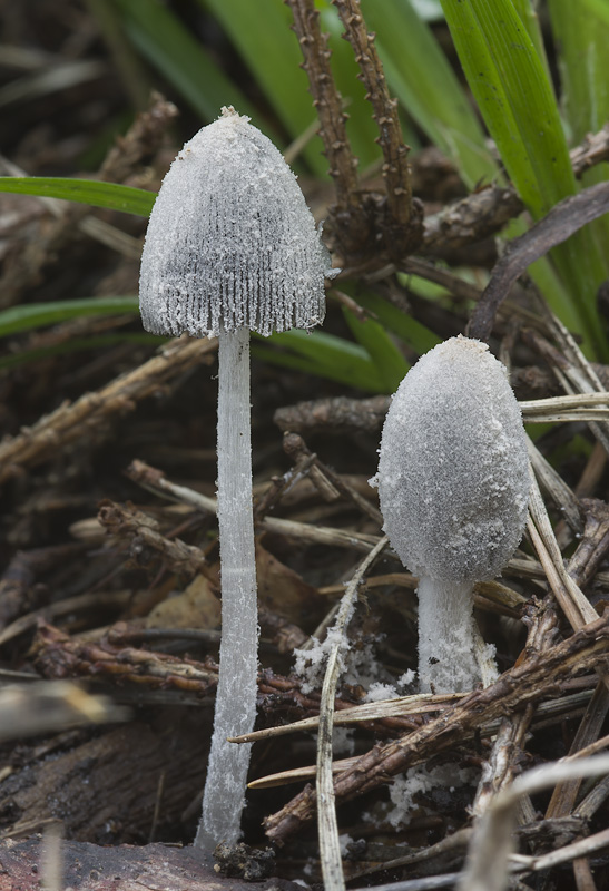 Coprinopsis narcotica